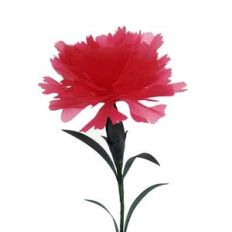 carnation red flower 3d