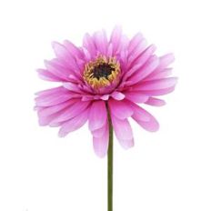 pink gerbera flower 3d