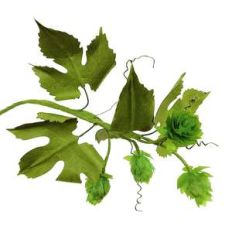 hops branch 3d