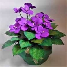 violets