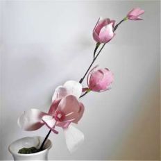 magnolia branch