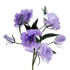 lisianthus flower 3d
