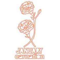 january carnation flower