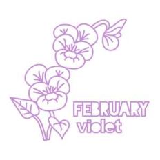 february violet flower