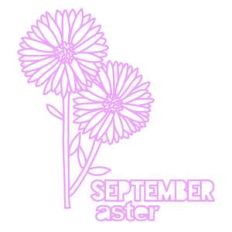 september flower aster