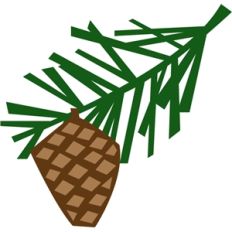 pine branch