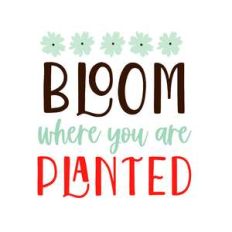bloom