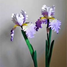 dwarf bearded iris