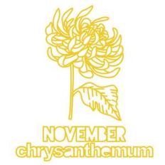 november flower chrysanthemum