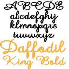 zp daffodil king bold