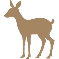 deer fawn