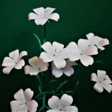 agrostemma - filler flowers (corncockle)