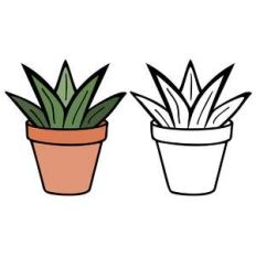 aloe plant in pot