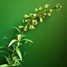 frittilaria ivory bells and persica