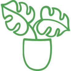 monstera plant