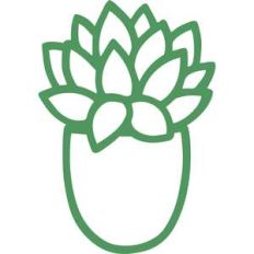 succulent