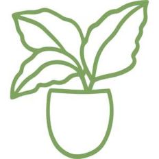 potted plant