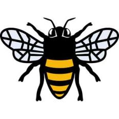 honey bee
