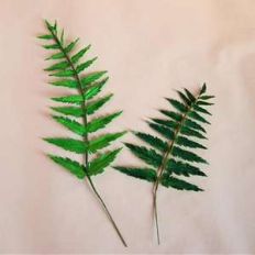 leather leaf