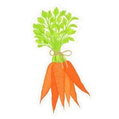 bunch of carrots