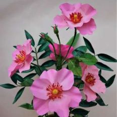 wild rose