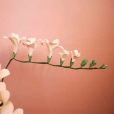 freesia