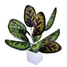 3d calathea plant