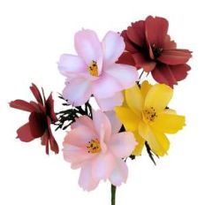 3d cosmos flower