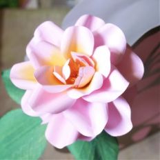 aprikola rose
