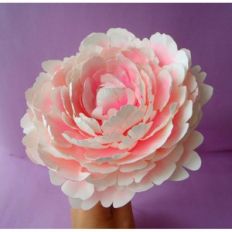 mg peony