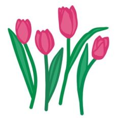 layered tulips