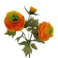 ranunculus  with green central