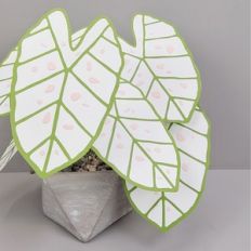 caladium marie moir