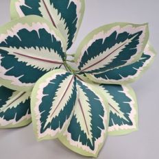 calathea medallion