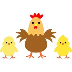 chicken and chicks