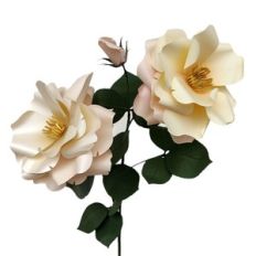 climbing rose clair matin