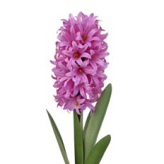 3d hyacinth flowers