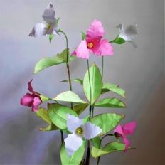 trillium grandiflorum