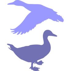 ducks silhouette