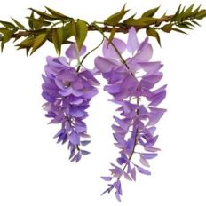 3d wisteria flowers