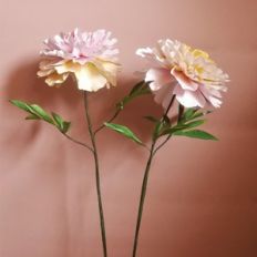 couronne d'or peony