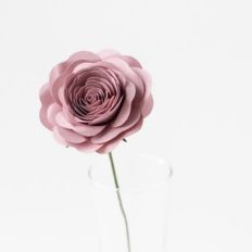 rolled rose on stem by farren celeste