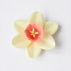 daffodil by farren celeste