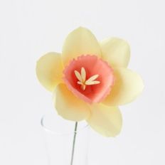 daffodil on stem by farren celeste
