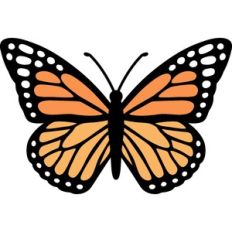 monarch butterfly