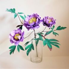 kamata nishiki tree peony