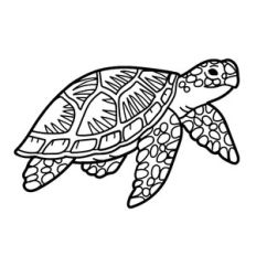 sea turtle
