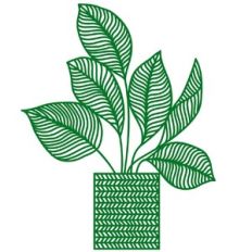 potted house plant