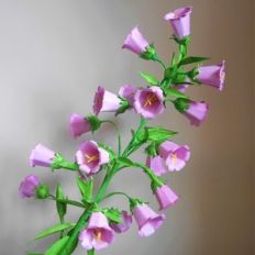 canterbury bells