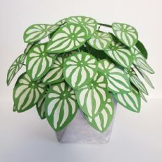 peperomia watermelon